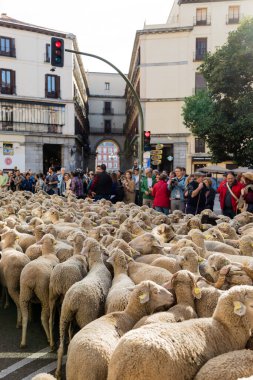 Geleneksel Trashumancia festivali Madrid sokaklarında gerçekleşti