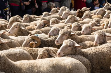Geleneksel Trashumancia festivali Madrid sokaklarında gerçekleşti