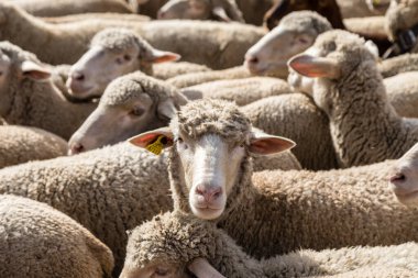 Geleneksel Trashumancia festivali Madrid sokaklarında gerçekleşti