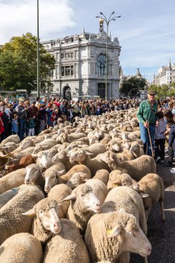 Geleneksel Trashumancia festivali Madrid sokaklarında gerçekleşti