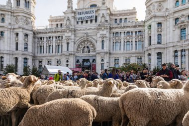 Geleneksel Trashumancia festivali Madrid sokaklarında gerçekleşti