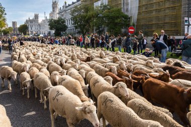 Geleneksel Trashumancia festivali Madrid sokaklarında gerçekleşti