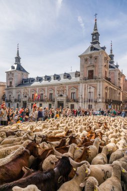 Geleneksel Trashumancia festivali Madrid sokaklarında gerçekleşti