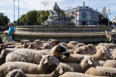 Geleneksel Trashumancia festivali Madrid sokaklarında gerçekleşti