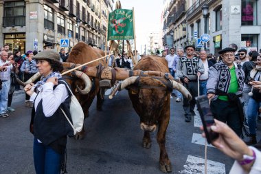 Madrid sokaklarında düzenlenen geleneksel Transhumancia festivalindeki folklorik gruplar