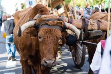 Madrid sokaklarında düzenlenen geleneksel Transhumancia festivalindeki folklorik gruplar