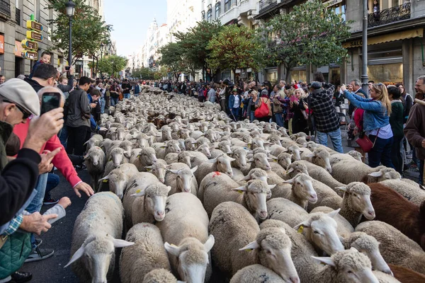 stock image The traditional festival Trashumancia held on the streets of Madrid