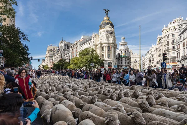 Geleneksel Trashumancia festivali Madrid sokaklarında gerçekleşti