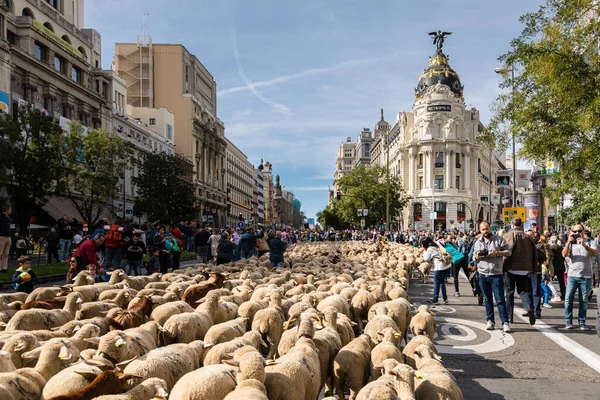 stock image The traditional festival Trashumancia held on the streets of Madrid