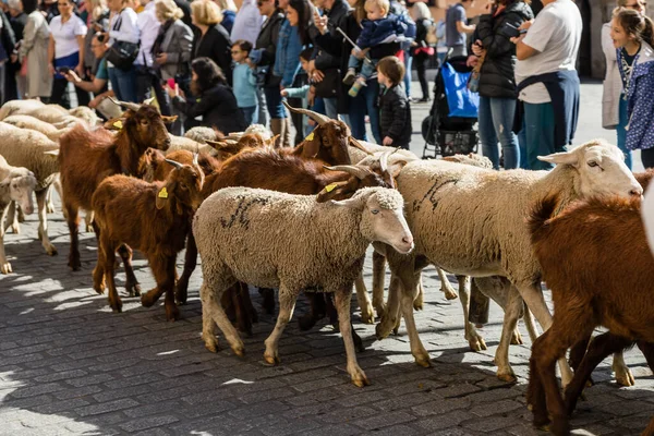 Geleneksel Trashumancia festivali Madrid sokaklarında gerçekleşti
