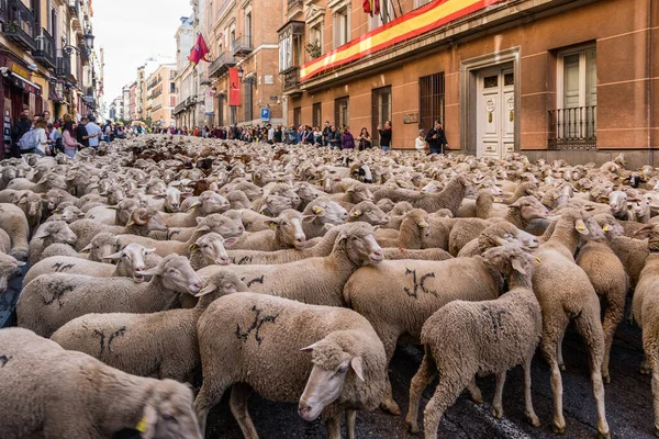 stock image The traditional festival Trashumancia held on the streets of Madrid