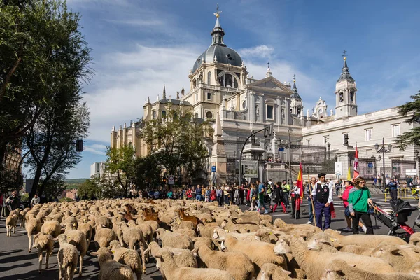 Geleneksel Trashumancia festivali Madrid sokaklarında gerçekleşti