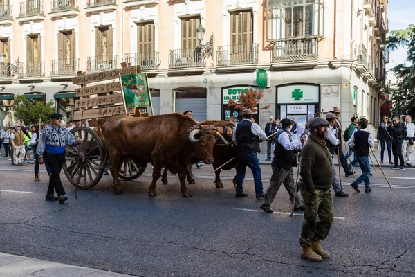 Folkloric Groups Traditional Festival Transhumancia Held Streets Madrid — Stock Photo, Image