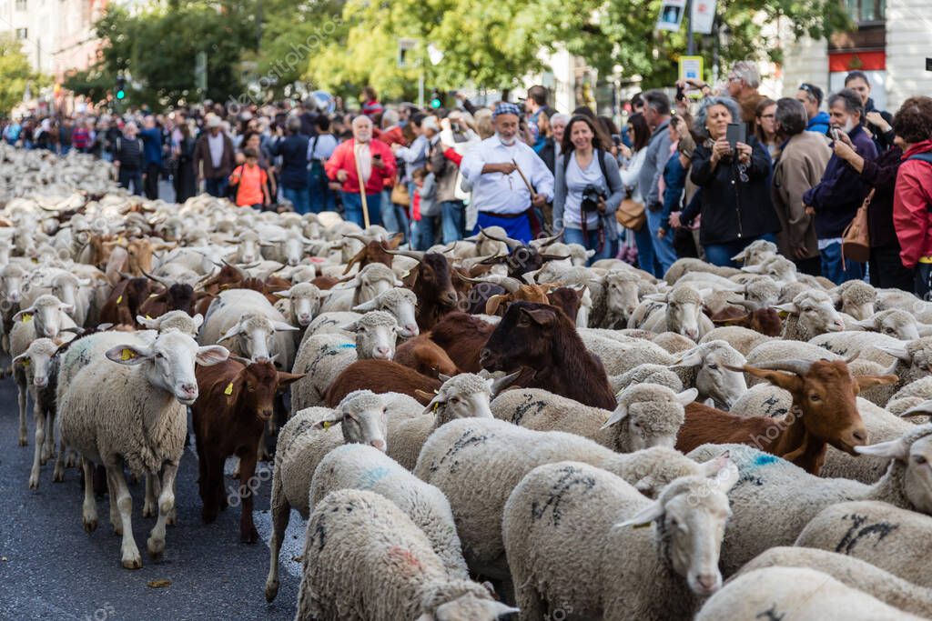 La tradicional fiesta Trashumancia que se celebra en las calles de