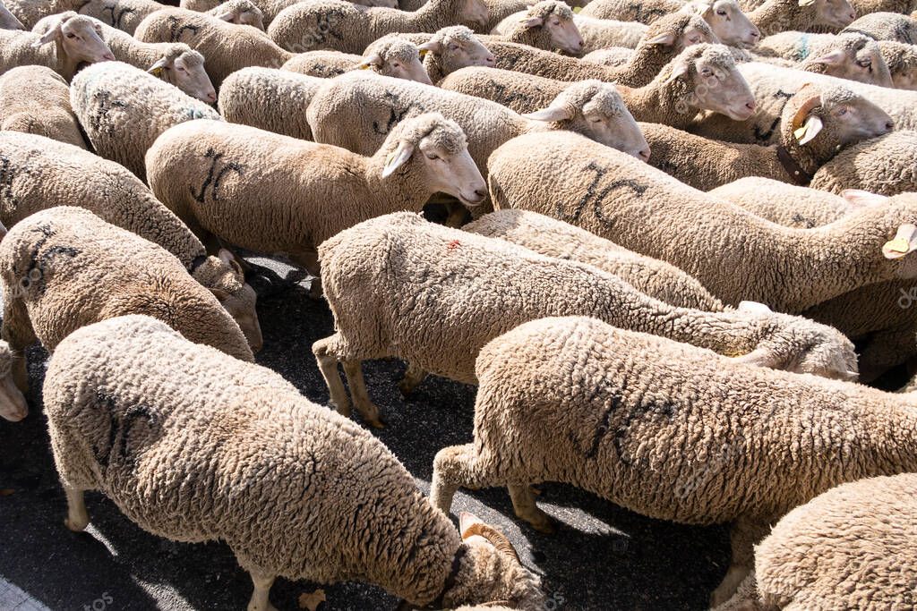 La tradicional fiesta Trashumancia que se celebra en las calles de