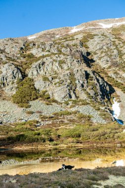 İspanya 'nın Asturias şehrinde Leitariegos vadisinde Cueto de Arbas adında bir dağ