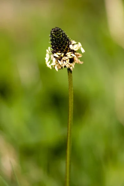 Ribwortweegbree Plantago Lanceolata Groeiend Weiden Van Asturië Spanje — Stockfoto