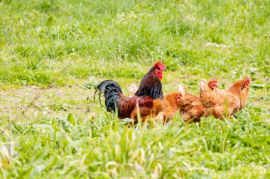 Asturias, İspanya 'da bir çiftlikte horoz