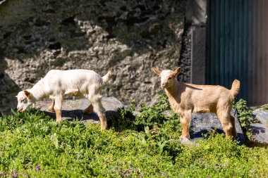 Asturias, İspanya 'da bir ağılda, adı çocuk olan genç keçiler.