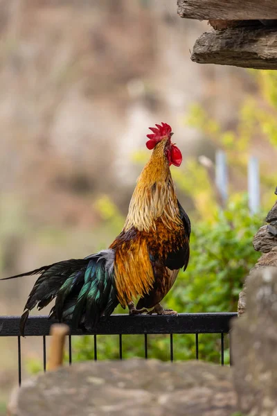 stock image Cock in a farm in Asturias, Spain
