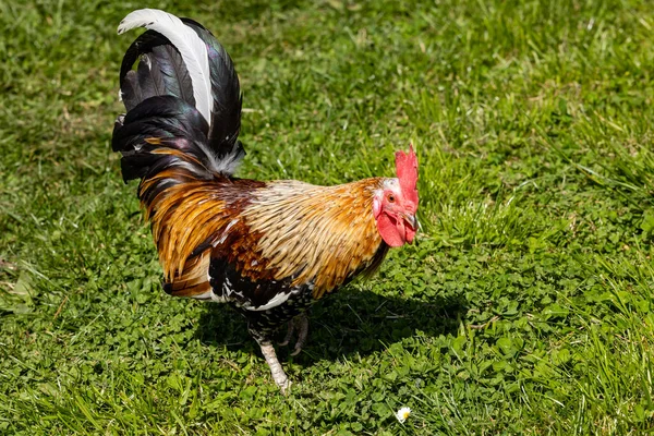 stock image Cock in a farm in Asturias, Spain