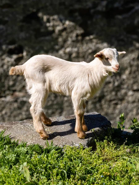 子供と呼ばれる若いヤギがスペインのアストゥリアス州の — ストック写真