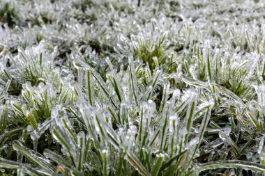İspanya 'nın Asturias kentindeki bir çayırda buzla kaplanmış çimen yaprakları.