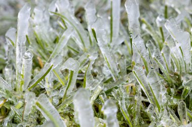 İspanya 'nın Asturias kentindeki bir çayırda buzla kaplanmış çimen yaprakları.