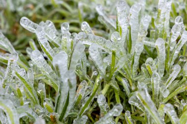 İspanya 'nın Asturias kentindeki bir çayırda buzla kaplanmış çimen yaprakları.