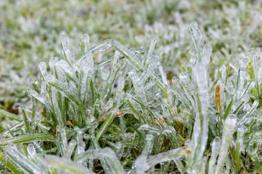 İspanya 'nın Asturias kentindeki bir çayırda buzla kaplanmış çimen yaprakları.