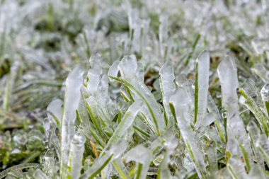 İspanya 'nın Asturias kentindeki bir çayırda buzla kaplanmış çimen yaprakları.