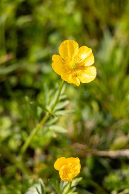 İspanya 'nın Asturias kentindeki Lietariegos vadisinde bir çayırda yabani çiçekler.