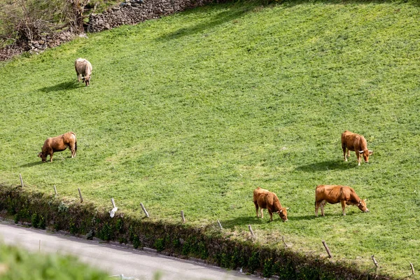 Коровы Пасутся Лугу Долине Лиетариегос Астурии Испания — стоковое фото