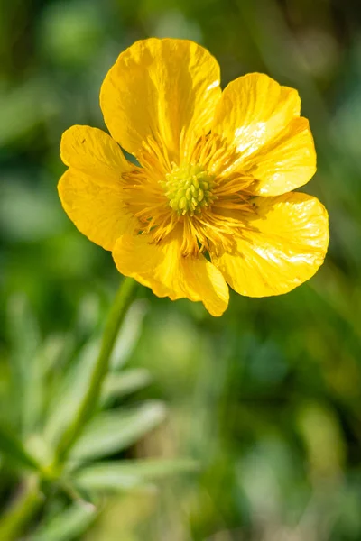 Wild Flowers Meadow Valley Lietariegos Asturias Spain — Stock Photo, Image