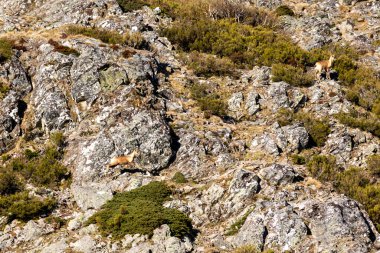 İspanya 'nın Asturias dağlarındaki güveci.