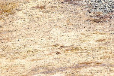 İspanya 'nın Asturias dağlarındaki güveci.