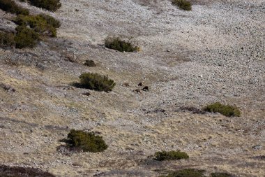İspanya 'nın Asturias dağlarındaki güveci.
