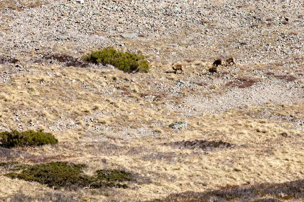 Stock image chamois in the mountains of Asturias, Spain