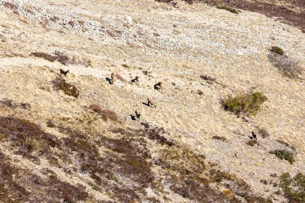 Stock image chamois in the mountains of Asturias, Spain