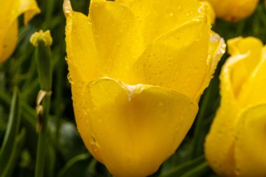 Lale sarısı uçuş Madrid 'de bir bahçede ekildi.