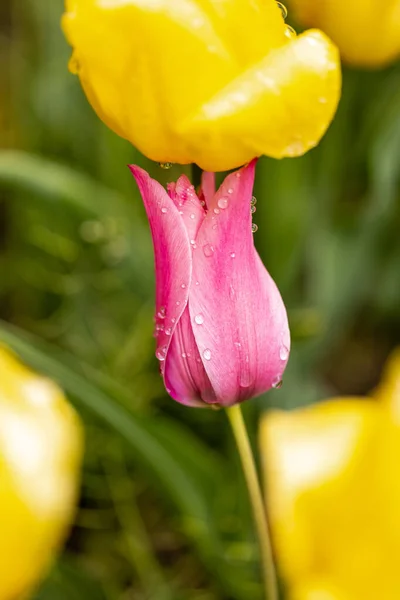 Tulpengelbflug Kultiviert Einem Garten Madrid — Stockfoto