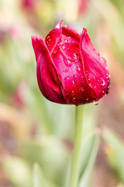Tulpe Ile France Einem Garten Madrid Angebaut — Stockfoto