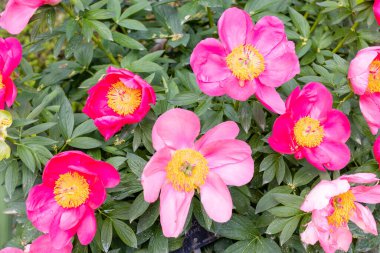 Madrid 'de bir bahçede yetiştirilen, peeonia Lactiflora Flame çiçeği.