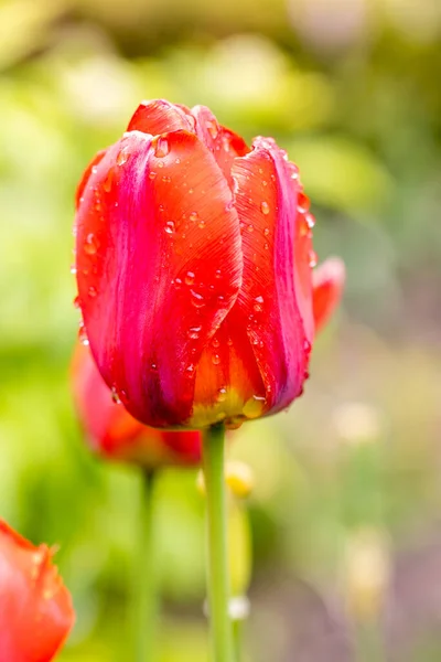 Tulpe Nass Durch Regentropfen Einem Garten Madrid Angebaut — Stockfoto
