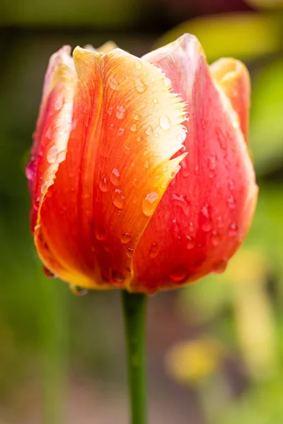 Tulip Wet Raindrops Grown Garden Madrid — Stock Photo, Image