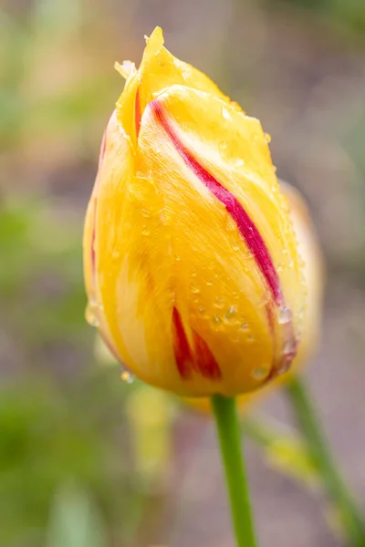 Tulipe Mouillée Par Des Gouttes Pluie Cultivées Dans Jardin Madrid — Photo
