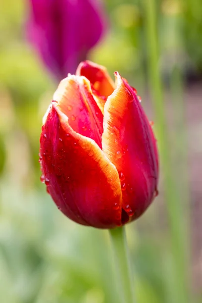 Tulipa Molhada Por Gotas Chuva Cultivadas Jardim Madrid — Fotografia de Stock