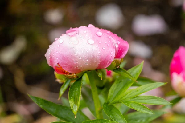 stock image Paeonia flower cultivated in a garden in Madrid