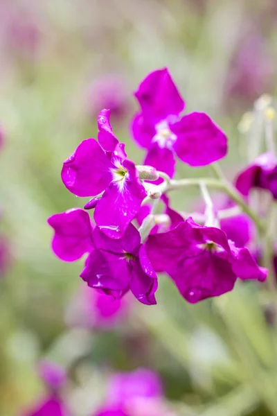 Erysimum Λουλούδι Ονομάζεται Επίσης Wallflower Που Καλλιεργείται Έναν Κήπο Στη — Φωτογραφία Αρχείου