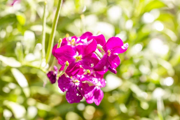 Erysimum Fleur Aussi Appelée Fleur Wallflower Cultivée Dans Jardin Madrid — Photo